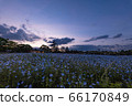  Flower garden 66170849