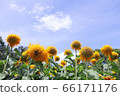 Matisse Sunflower 66171176
