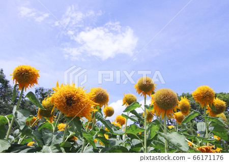 Matisse Sunflower Matisse Sunflower 66171176