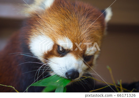 面對少熊貓 面對少熊貓 66171326