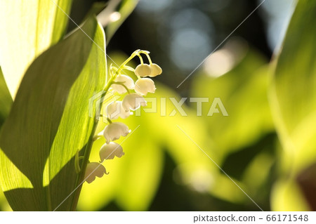 Lily of the valley in the forest Lily of the valley in the forest 66171548