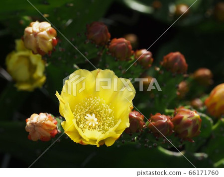 仙人掌的黃色花朵和花蕾 66171760