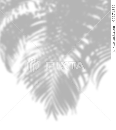 Abstract shadow of palm leaves on a white Abstract shadow of palm leaves on a white 66171852