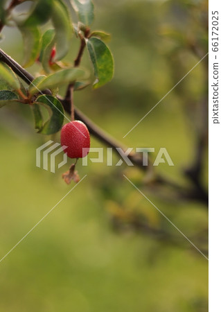 Gummy fruit 66172025