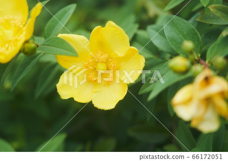 園藝花 園藝花 66172051