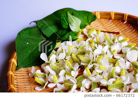 Dokudami tincture making with Dokudami Dokudami tincture making with Dokudami 66172372