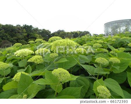 繡球花Annabelle Midori開始綻放 繡球花Annabelle Midori開始綻放 66172393