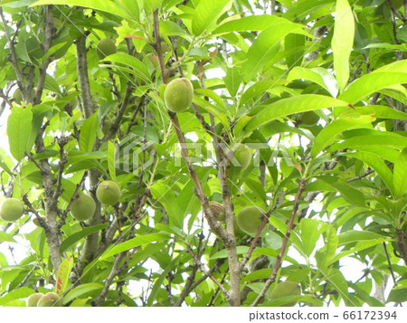 未成熟的綠色桃果實 66172394