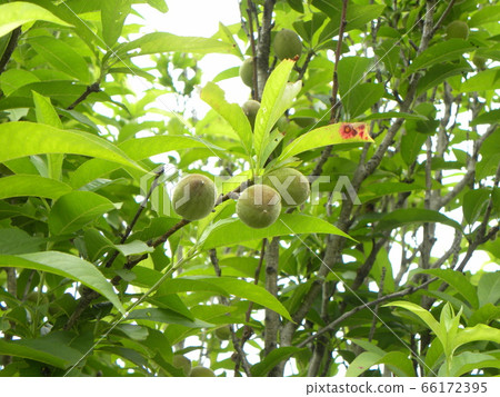 未成熟的綠色桃果實 未成熟的綠色桃果實 66172395