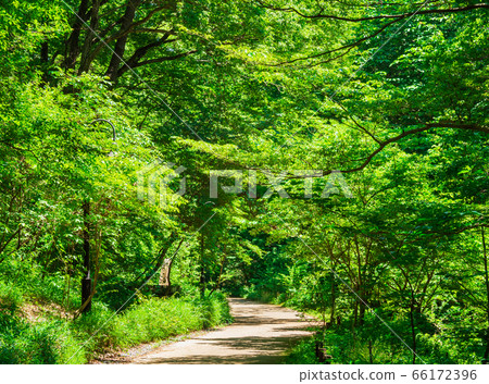 郊區住宅區，新鮮的綠色長廊 66172396