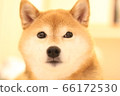 柴犬的室內表情 66172530