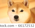 柴犬的室內表情 66172532