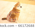 柴犬穿衣服回望 66172688