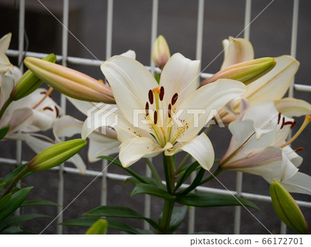 Lily Lily 66172701