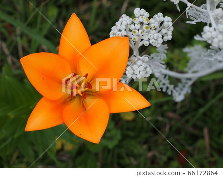 橙色百合花和銀苦艾芽 66172864