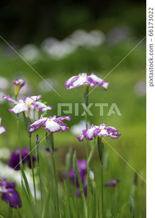 Flower buds in full bloom 66173022