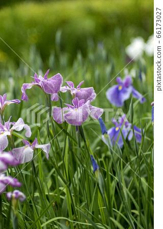 盛開的花蕾 66173027