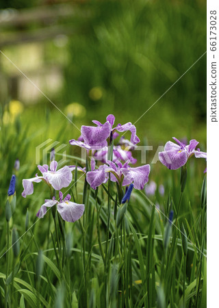 Flower buds in full bloom 66173028