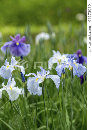 Flower buds in full bloom 66173029