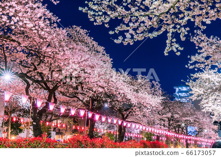 Harimasaka illuminated cherry blossom trees night view of Tokyo Harimasaka illuminated cherry blossom trees night view of Tokyo 66173057
