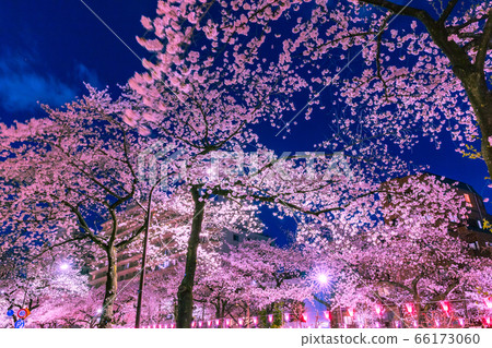 Harimasaka illuminated cherry blossom trees night view of Tokyo 66173060