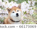 柴犬配櫻花冠 66173069
