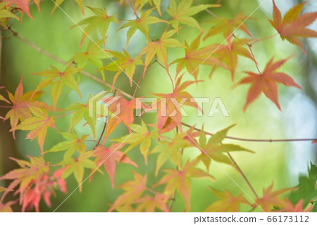 Expression of maple leaves swaying in the wind with blur and bokeh Expression of maple leaves swaying in the wind with blur and bokeh 66173112