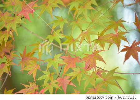 Expression of maple leaves swaying in the wind with blur and bokeh 66173113