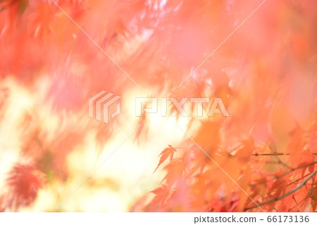Expression of maple leaves swaying in the wind with blur and bokeh Expression of maple leaves swaying in the wind with blur and bokeh 66173136