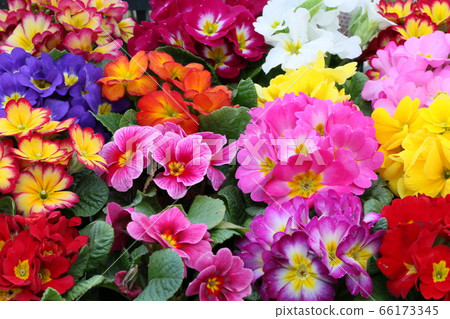 報春花 報春花 66173345