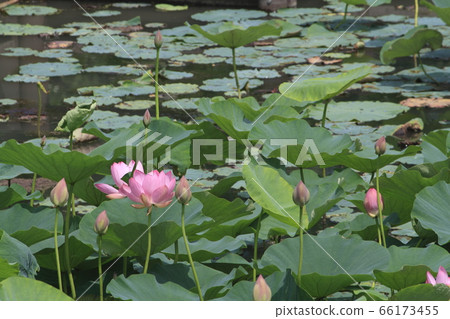 At Ancient Lotus Village Park (Gyoda City, Saitama Prefecture) At Ancient Lotus Village Park (Gyoda City, Saitama Prefecture) 66173455