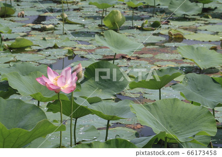 At Ancient Lotus Village Park (Gyoda City, Saitama Prefecture) 66173458