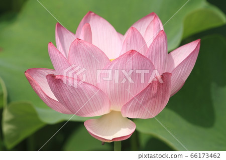At Ancient Lotus Village Park (Gyoda City, Saitama Prefecture) At Ancient Lotus Village Park (Gyoda City, Saitama Prefecture) 66173462