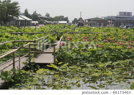 At Ancient Lotus Village Park (Gyoda City, Saitama Prefecture) At Ancient Lotus Village Park (Gyoda City, Saitama Prefecture) 66173463