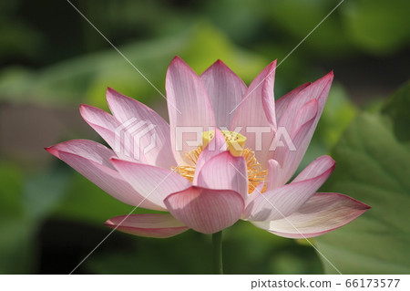 At Saitama Gyoda/Ancient Lotus Village (Meiko Lotus) 66173577