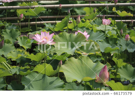 At Saitama Gyoda/Ancient Lotus Village (Meiko Lotus) 66173579