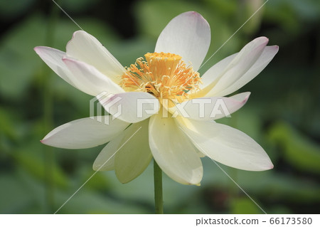 At the ancient lotus village in Gyoda, Saitama (Men Ren) 66173580