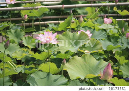 Sa玉橋田/古蓮花村(名貴蓮花) Sa玉橋田/古蓮花村(名貴蓮花) 66173581