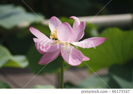 在y田玉田古蓮花村(大tus蓮) 在y田玉田古蓮花村(大tus蓮) 66173587