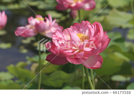 Sa玉縣京田市古蓮花村 Sa玉縣京田市古蓮花村 66173588