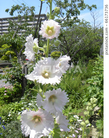 蜀葵的白花，非常適合夏天的藍天 66173736