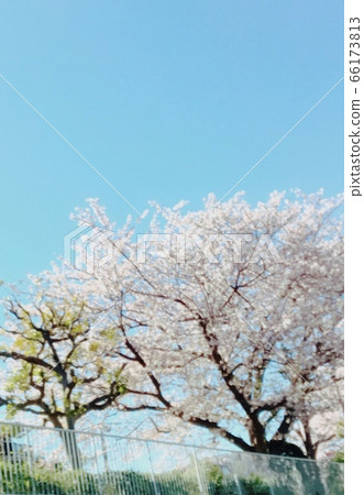 風景秀麗的櫻花盛開在陽光明媚的一天 風景秀麗的櫻花盛開在陽光明媚的一天 66173813