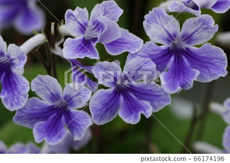 Strept car bath Strept car bath 66174196