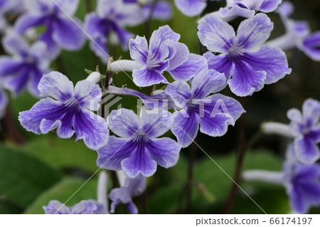 Strept car bath Strept car bath 66174197