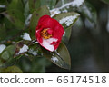 Sasanqua 66174518