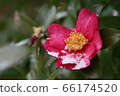Sasanqua 66174520