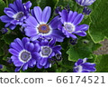 Cineraria 66174521