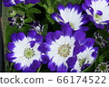 Cineraria 66174522