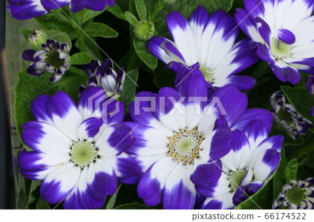 Cineraria 66174522
