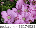 Cineraria 66174523